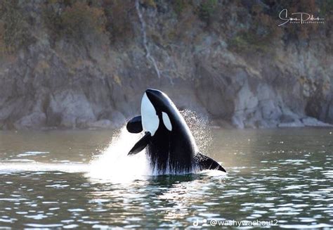 The Emotional Connection: Why Orcas Hold a Special Place in Our Hearts and Dreams