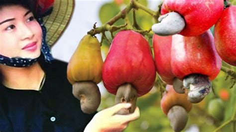 The Emotional Impact: Understanding the Psychological Significance of Fantasizing about Harvesting Delicious Cashew Fruits