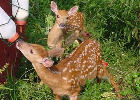 The Emotional Journey of Rescuing a Fawn