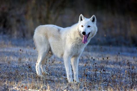 The Enchanted Realm of Young Canis lupus