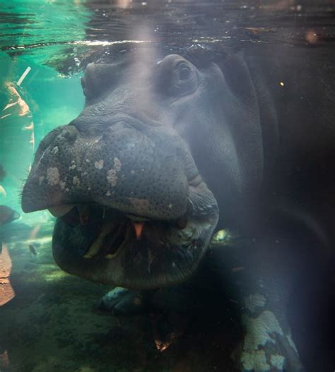 The Enchanting Allure of Having a Hippo Companion