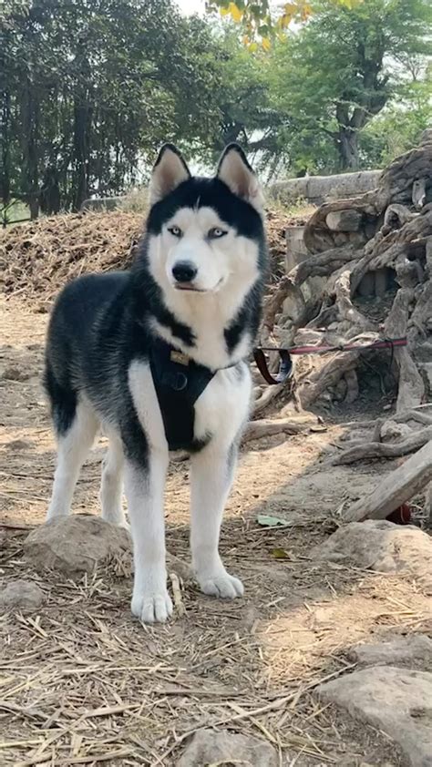 The Enchanting Allure of White Siberian Huskies