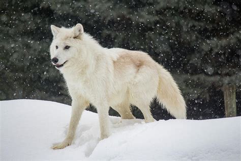 The Enchanting Allure of the Snowy Icon: The Arctic Wolf