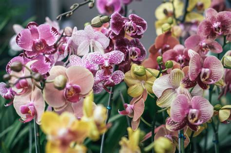 The Enchanting Allure of the Sunlit Orchid