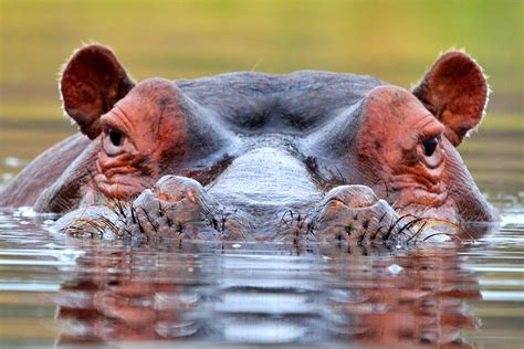 The Enchanting Appeal and Symbolic Significance of a Crimson Hippopotamus