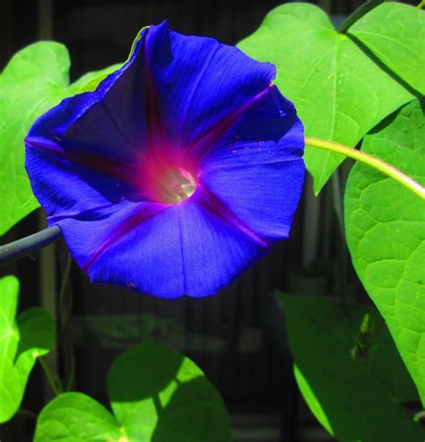 The Enchanting Appeal of Morning Glory Blooms: Exploring Their Exquisite Charms