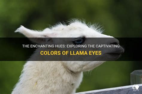 The Enchanting Beauty of Llamas