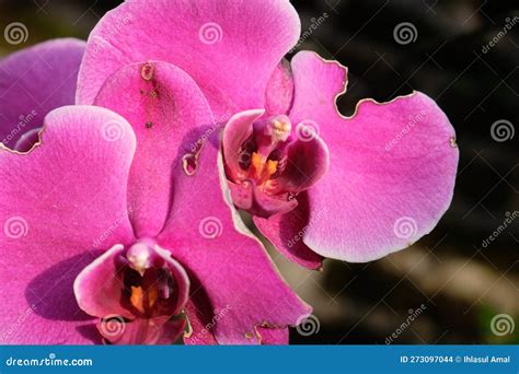 The Enchanting Beauty of Pink Orchids