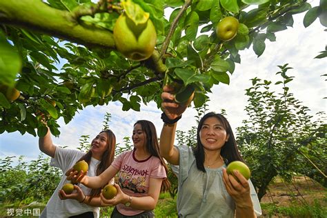 The Enchanting Beauty of Scipio Pears