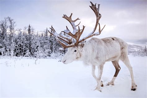 The Enchanting Beauty of the Magnificent Arctic Deer