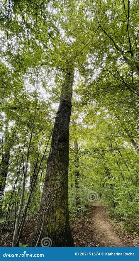 The Enchanting Beauty of the Majestic Oak: A Captivating Photographic Journey