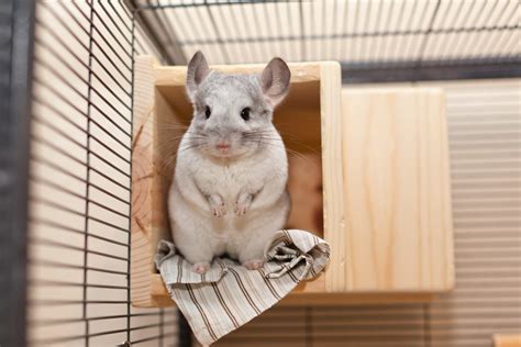 The Enchanting Companions: Taking Care of Ivory Chinchillas in Your Abode