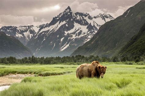 The Enchanting Flora and Fauna of Rose-Tinted Shorelines