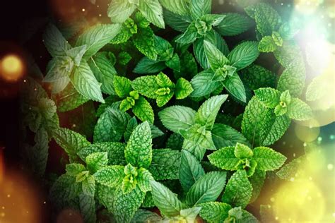 The Enchanting Fragrance of Fresh Spearmint Leaves