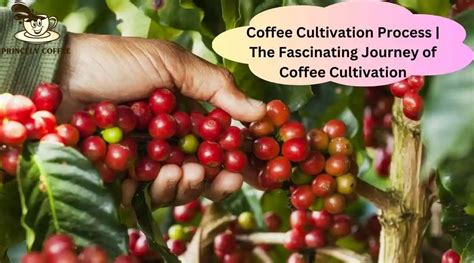 The Enchanting Journey of Coffee Cultivation: Unveiling the Origins and Process