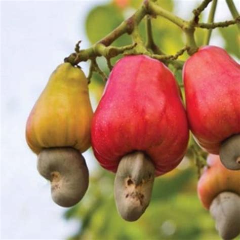 The Enchanting Journey of Harvesting Mature and Flavorful Cashews