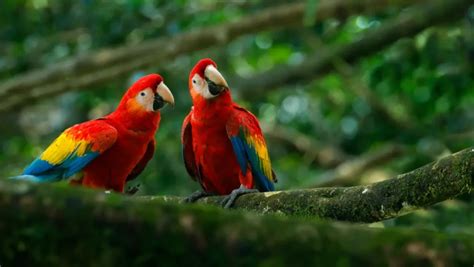 The Enchanting Presence of the Scarlet Macaw: Inspiring Artists and Writers