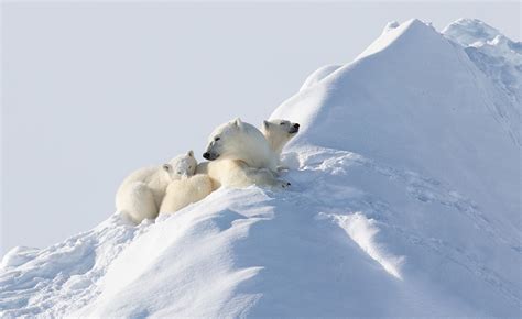 The Enchanting Realm of Arctic Wildlife: From Majestic Bears to Playful Seals