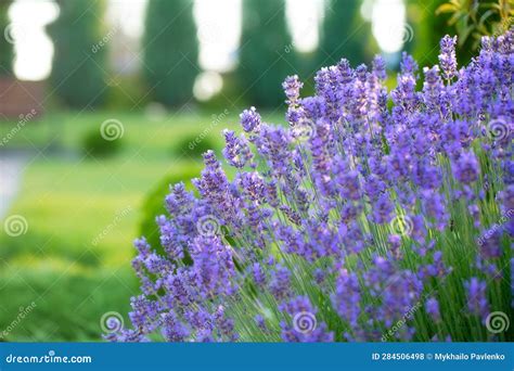 The Enchanting Realm of Lavender Blooms