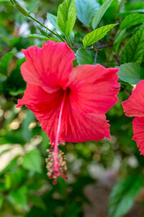 The Enchanting Symbolism of the Pure Hibiscus Blossom