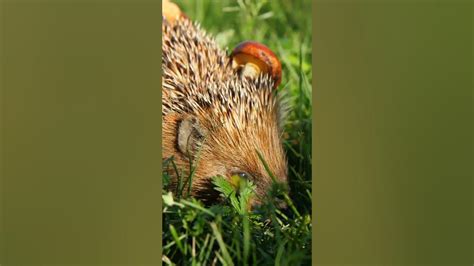 The Enchanting Universe of Hedgehogs