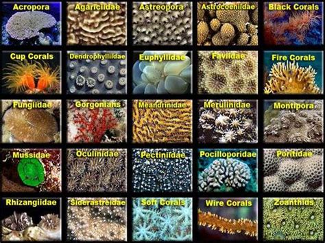 The Enchanting Variety of Coral Species