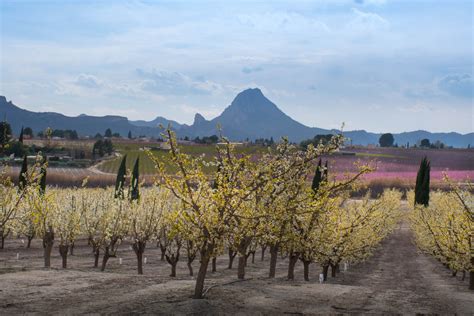 The Enchanting World Awaits: Explore the Captivating Realms of Blossoming Orchards