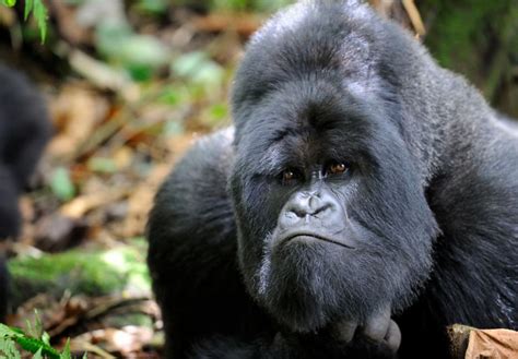 The Enchanting World of Gorillas: Beholding Majestic Creatures in Their Untouched Environment