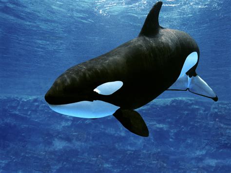 The Enchanting World of Orcas: A Closer Look