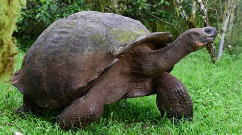 The Enchanting World of Tortoises: From Land to Sea