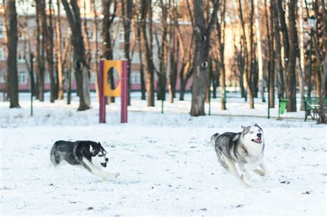 The Enchanting World of Wolf Puppies: A Journey into the Wild