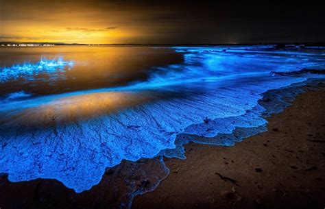 The Enchanting allure of Bioluminescence in the Mysterious Ocean Depths