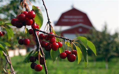 The Enchantment of Cherry Picking: A Captivating Experience