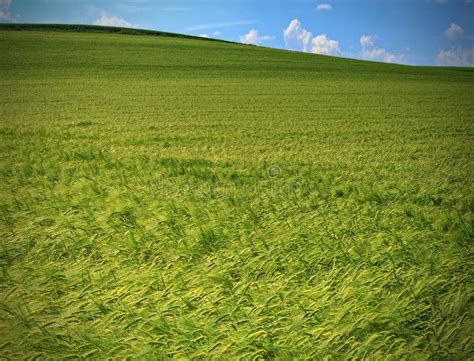 The Enchantment of Exploring Vast Expanses of Towering Grass Fields