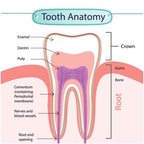 The Enchantment of Extraordinary Dental Structures