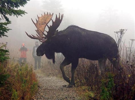 The Enchantment of Imagining Hunting a Majestic Moose