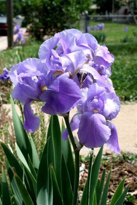 The Enchantment of Lavender Iris Blooms: A Handbook for Nurturing Your Personal Collection