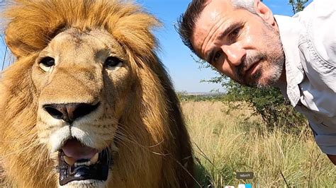 The Enchantment of Lion Petting: An Extraordinary Bond