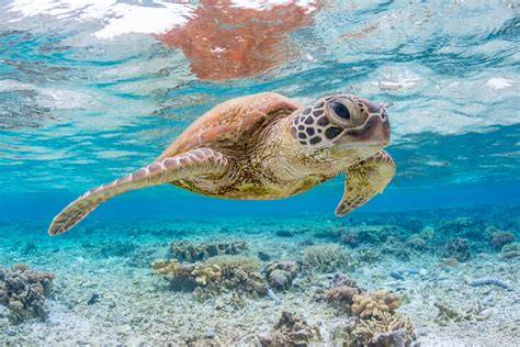 The Enchantment of Observing a Turtle Nurturing New Life