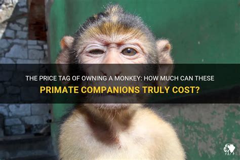 The Enchantment of Owning a Companion Primate