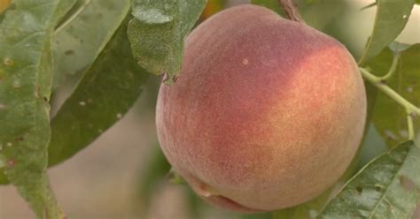 The Enchantment of Peach Orchards: A Feast for the Senses