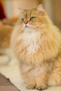 The Enchantment of Persian Cats: Unveiling the Charm of these Regal Kitties