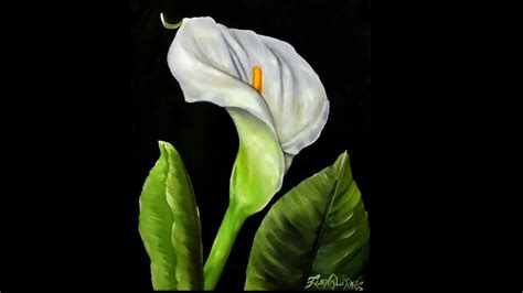 The Enchantment of Pure White Calla Lilies: A Representation of Innocence and Purity