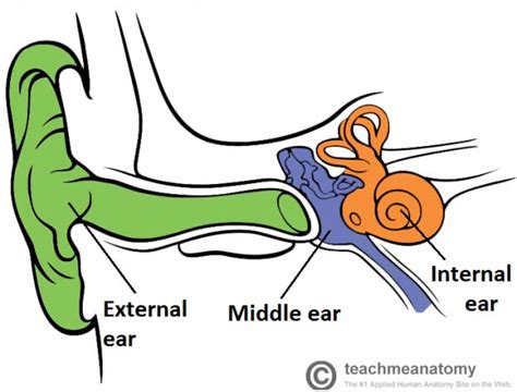 The Enchantment of Retrieving Objects from the Inner Ear