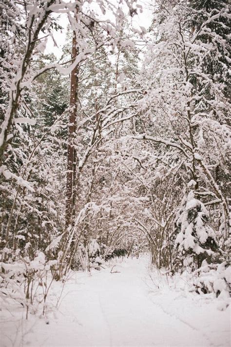 The Enchantment of Snow: Exploring a Magical Winter Realm