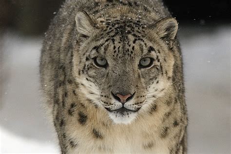 The Endangered Snow Leopard: Uncovering the Struggle to Preserve a Rare and Enigmatic Species