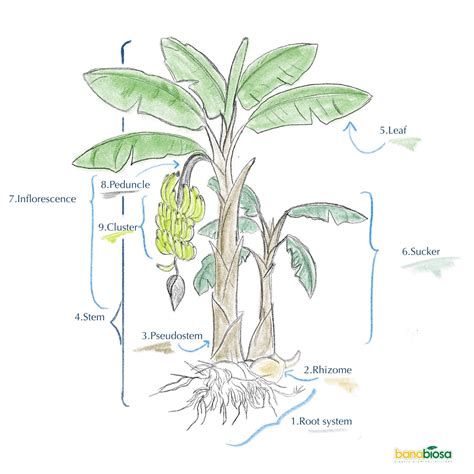 The Enigma Surrounding the Phenomenon of Observing a Banana Plant