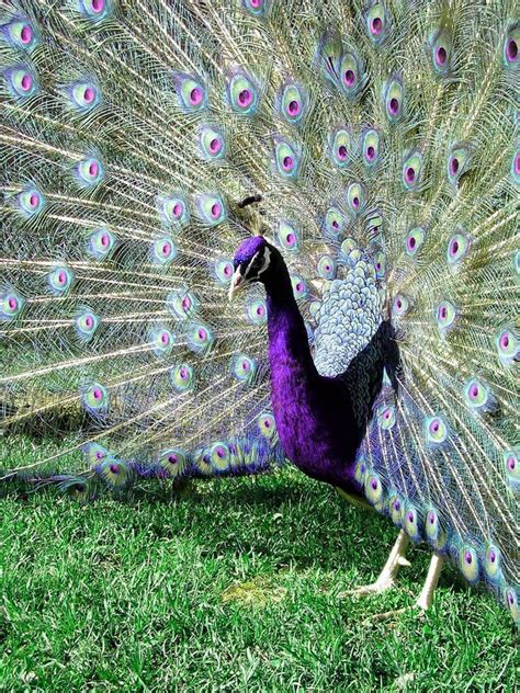 The Enigma and Grandeur of the Regal Violet Peafowl