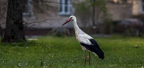 The Enigma and Significance behind Stork Dreams