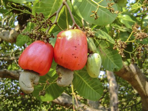 The Enigma behind Cashew Harvesting